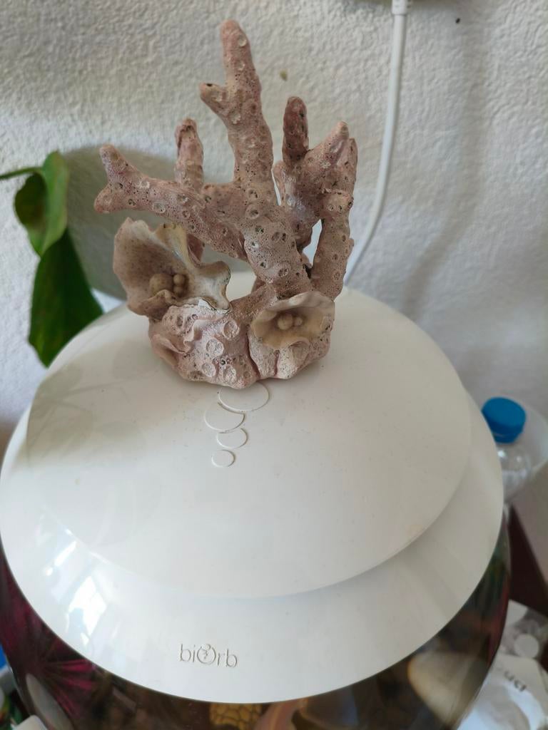 Biorb aquarium ornament koraal origineel netjes, Dieren en Toebehoren, Ophalen of Verzenden, Zo goed als nieuw, Decoratie, Overige merken