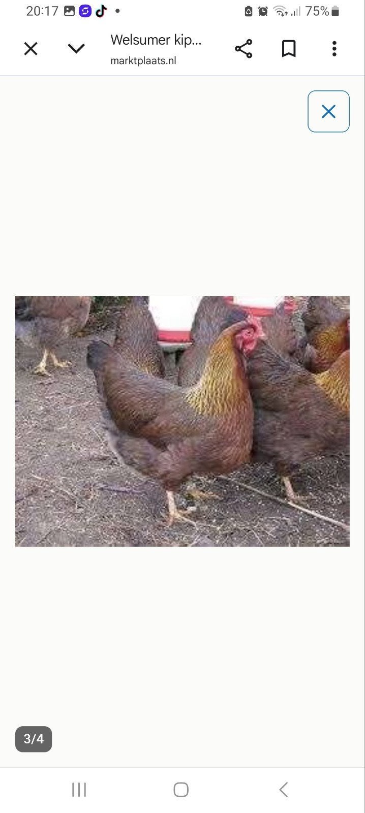 Welsumer hen  ( Groot Ras ), Vrouwelijk, Kip