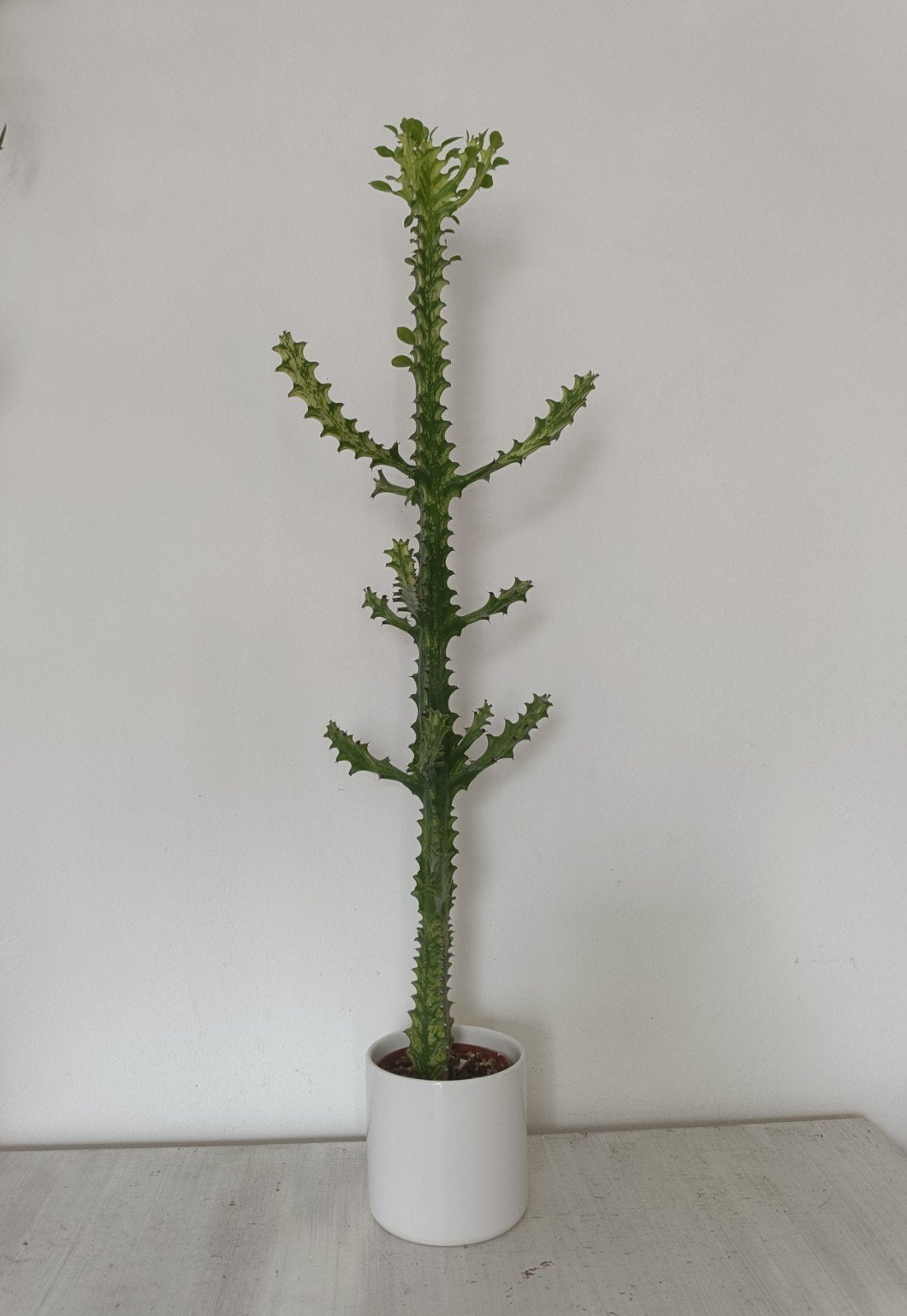 Euphorbia Mayurnathanii Variegata 75cm, Ophalen, Minder dan 100 cm, In pot, Cactus