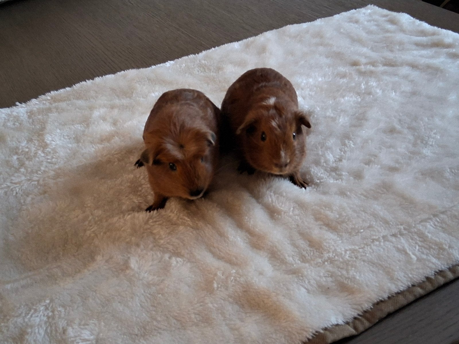 Jonge cavia beertjes, Dieren en Toebehoren, Knaagdieren, Mei, Mannelijk, Cavia