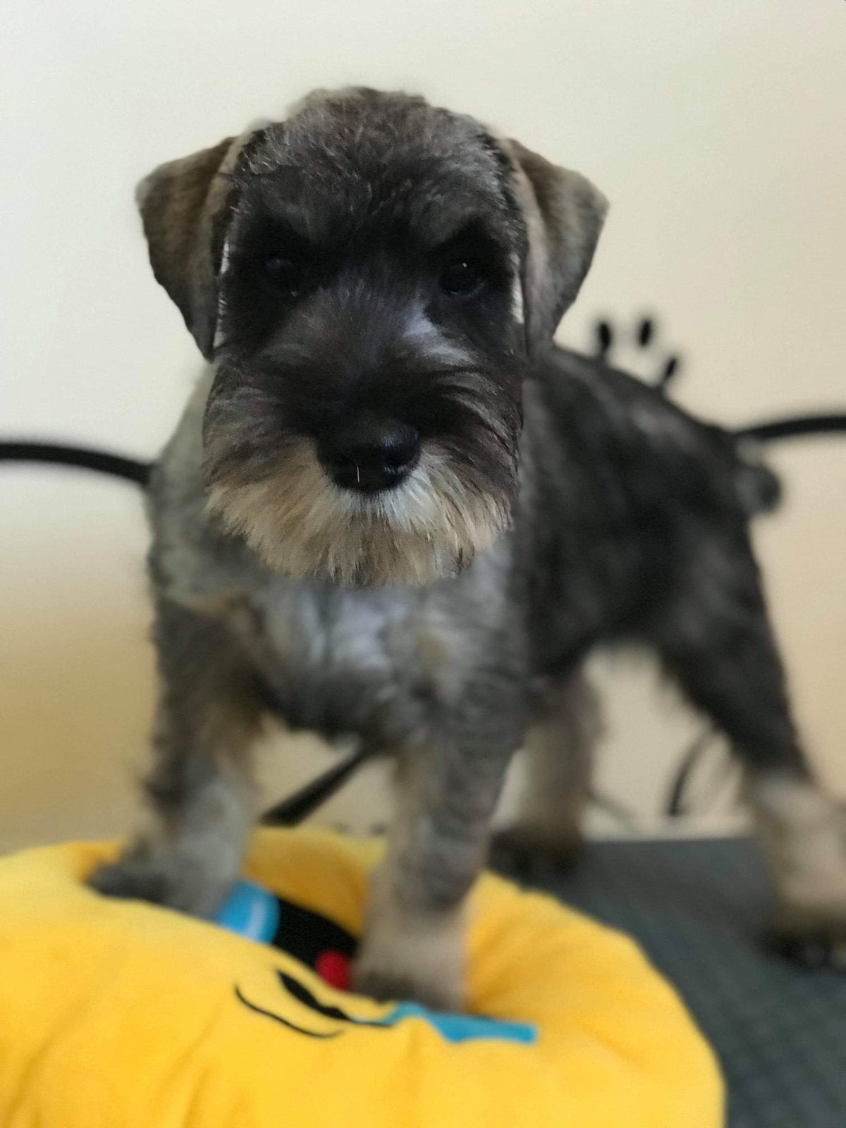 Middelgrote Schnauzers, 5vrouwelijke, 5mannelijke, Dieren en Toebehoren, Honden | Herdershonden en Veedrijvers, Parvo, Fokker | Hobbymatig