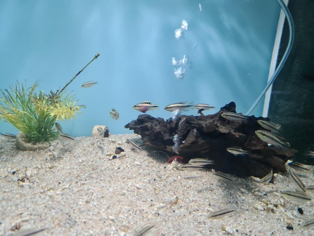 Kersenbuik Cichliden, Vis, Zoetwatervis