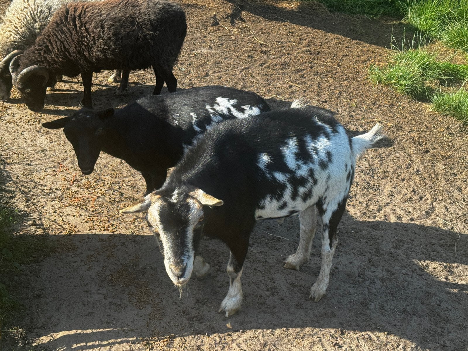 Geit en bok, Meerdere dieren, Geit