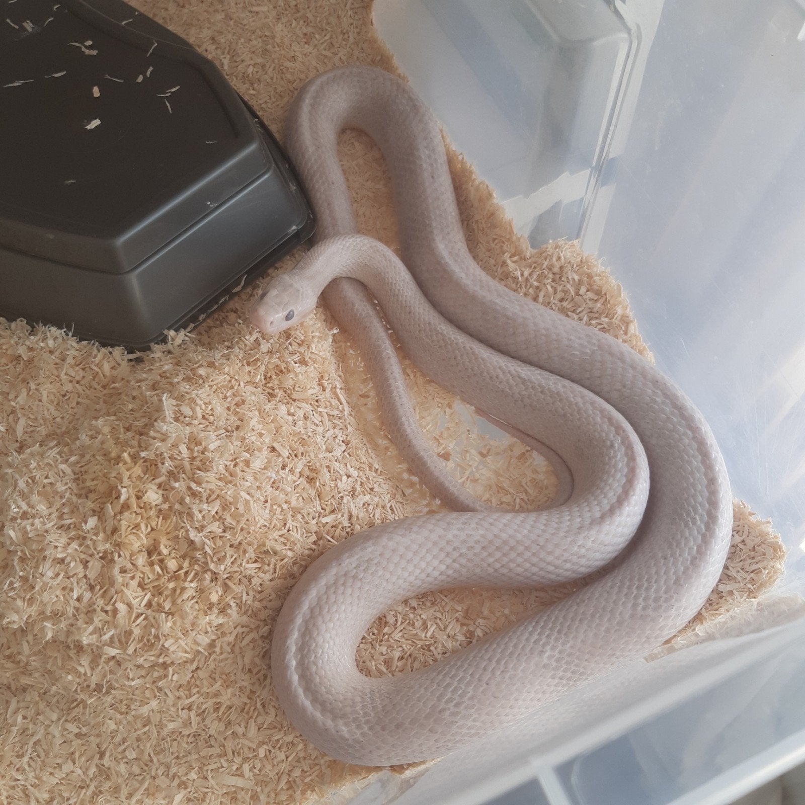 rattenslang 1.0 plasma motley masque Rat Snake - male for sale from Snake Lady