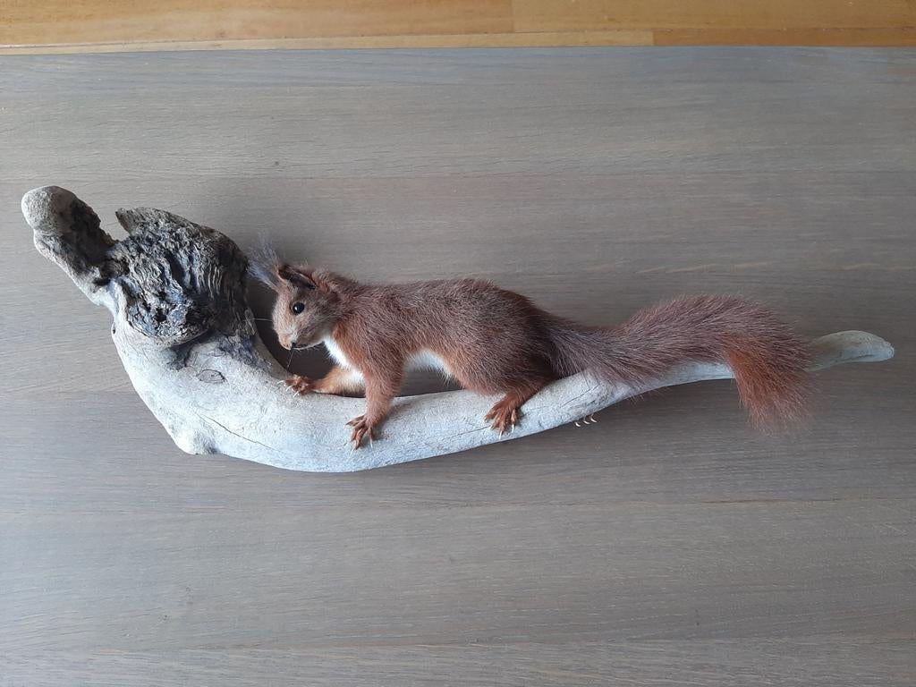 Opgezette eekhoorn op hout, Ophalen of Verzenden, Zo goed als nieuw, Wild dier, Opgezet dier