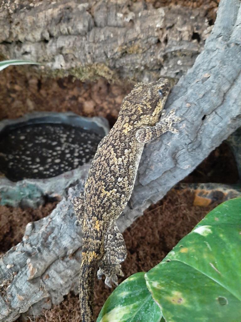 Gekko (Gargoyle ) incl. Haar woning, Dieren en Toebehoren, Overige soorten, Met terrarium, 3 tot 6 jaar