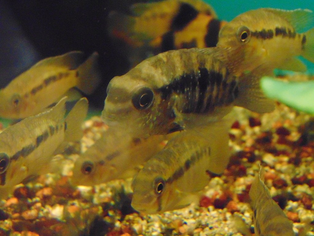Krobia cichliden in Assen., Vis, Zoetwatervis