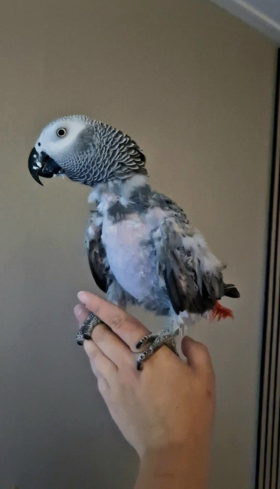 Gizmo zoekt zijn gouden thuis!, Dieren en Toebehoren, Mannelijk, Papegaai, Pratend