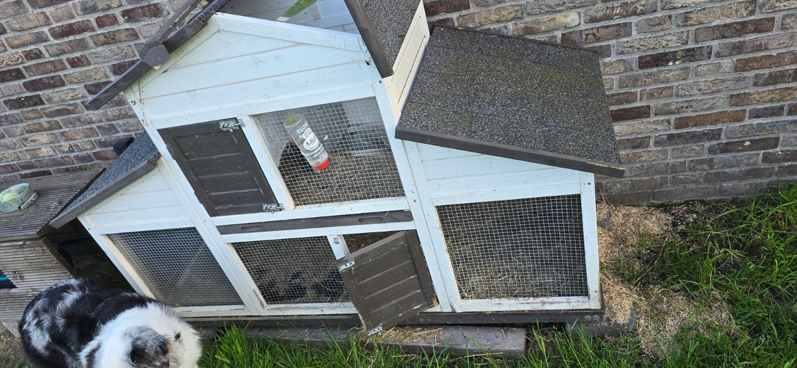 2x super lieve konijnen plus mooi groot hok, Ophalen
