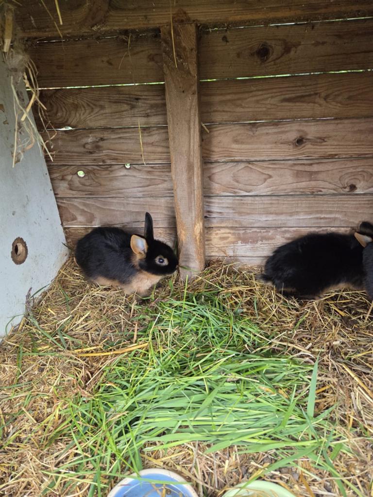 Jonge black en Tan konijnen, Dieren en Toebehoren, Meerdere dieren