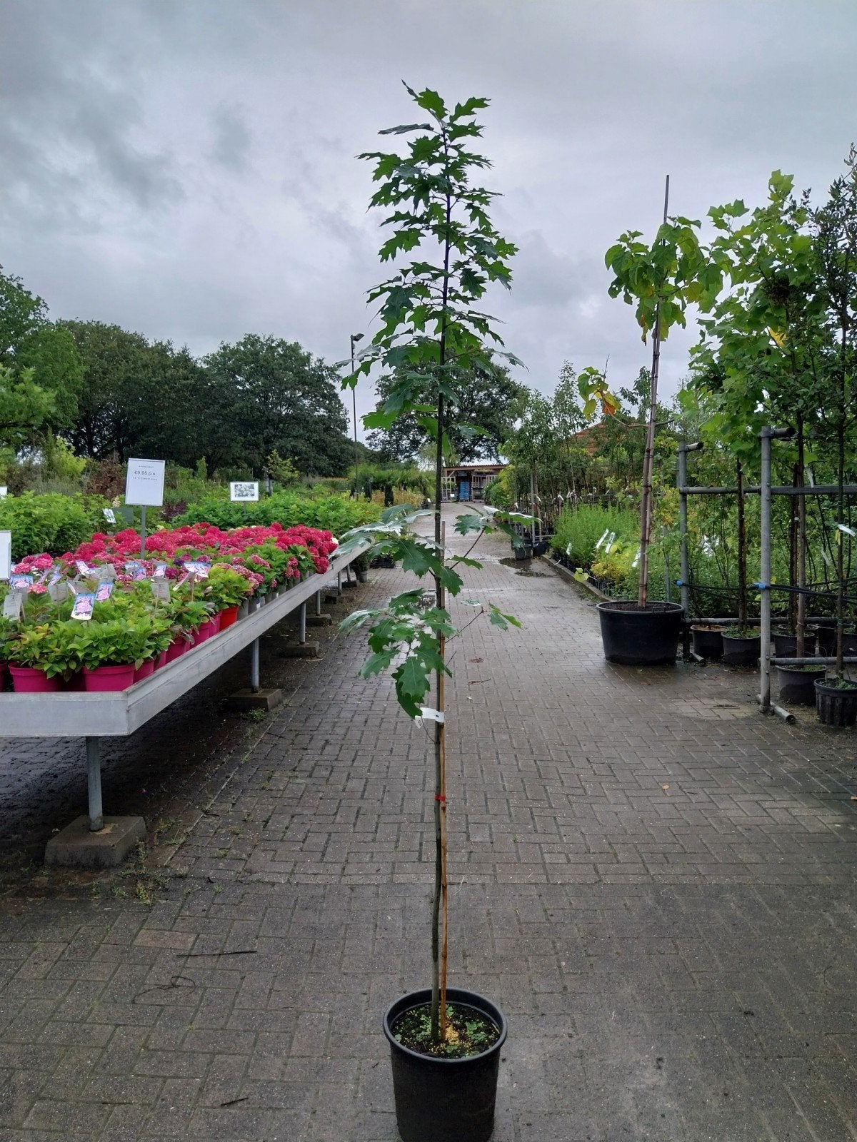 quercus rubra amerikaanse eik bomen 175-200 cm hoog, Tuin en Terras, Ophalen, Volle zon, Overige soorten