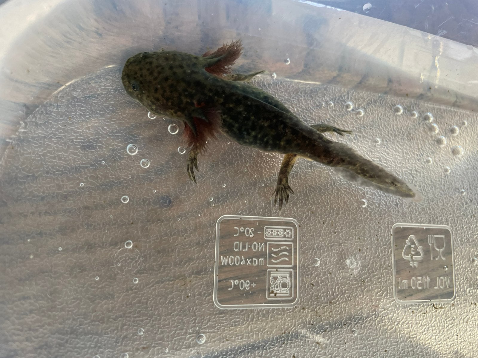 Axolotls, Overige soorten