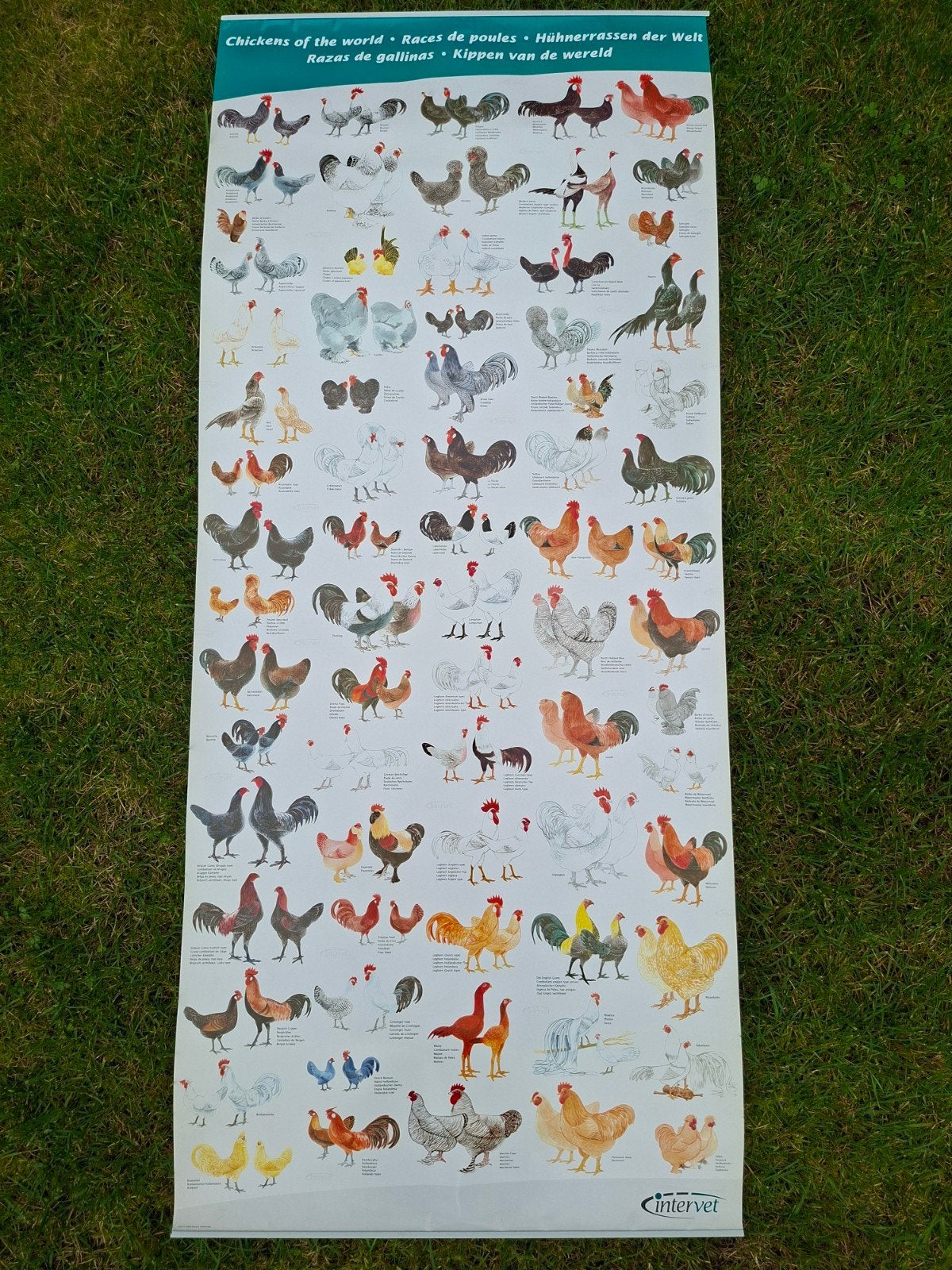 Dierenposter: kippen, katten, honden, Ophalen, Overige thema's, Overige typen