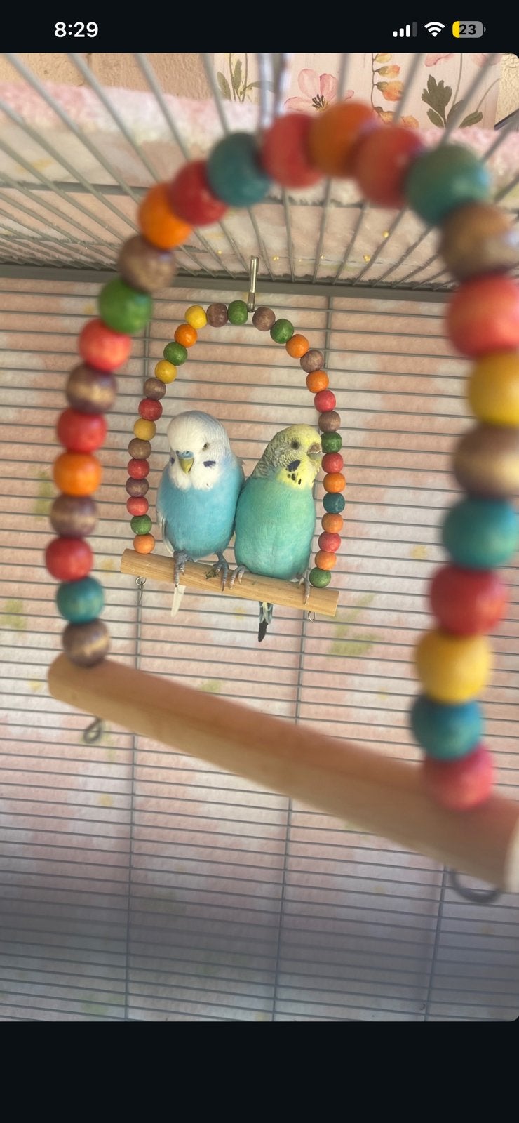 Grasparkieten te koop – broedkoppel met grote kooi, Ophalen, Zo goed als nieuw, Metaal, Vogelkooi