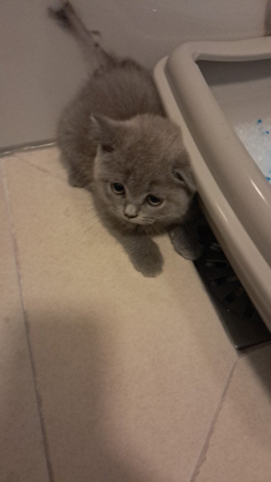 Liefe kitten 9 weken aoud, Dieren en Toebehoren, Katten en Kittens | Overige Katten, Poes, 0 tot 2 jaar
