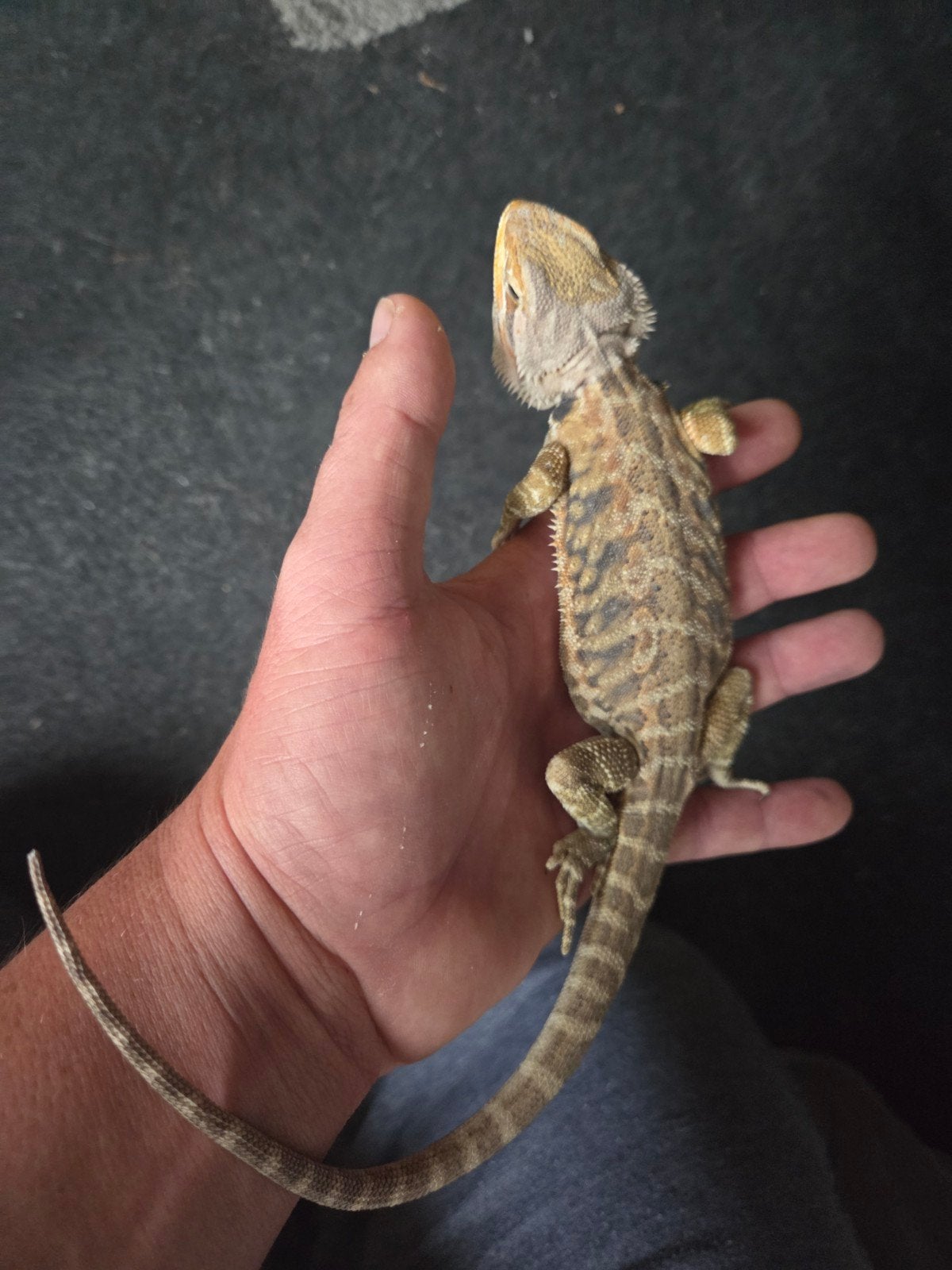 Baardagaam Pogona Vitticeps Citrus Orange Tiger Bearded Dragon photo 3