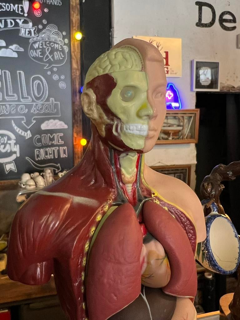 Kleine torso anatomsich model 23 cm mens, Ophalen of Verzenden