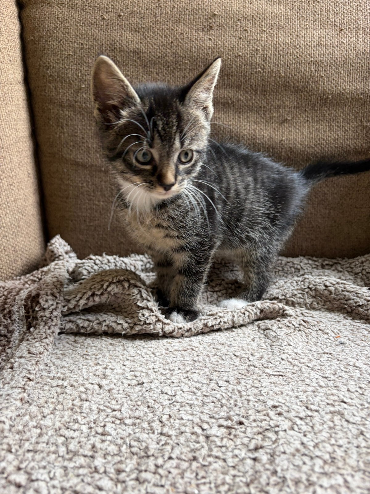 Kittens te koop, Meerdere dieren, Kortharig, 0 tot 2 jaar