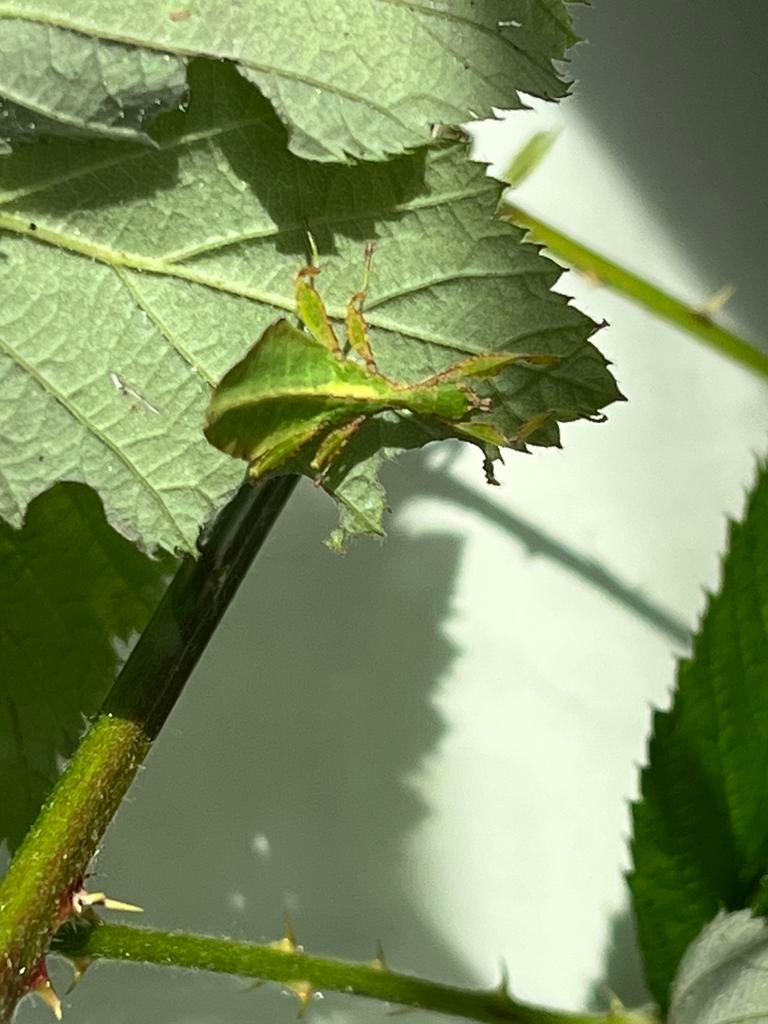 Nimfen phylium letirantie tataba weer beschikbaar, Dieren en Toebehoren, Insecten en Spinnen, Overige soorten