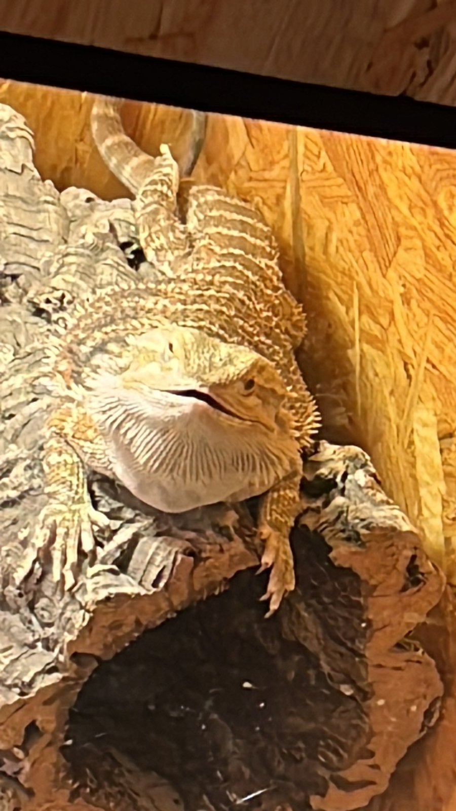 Baardagaam te koop Bearded Dragon photo 7