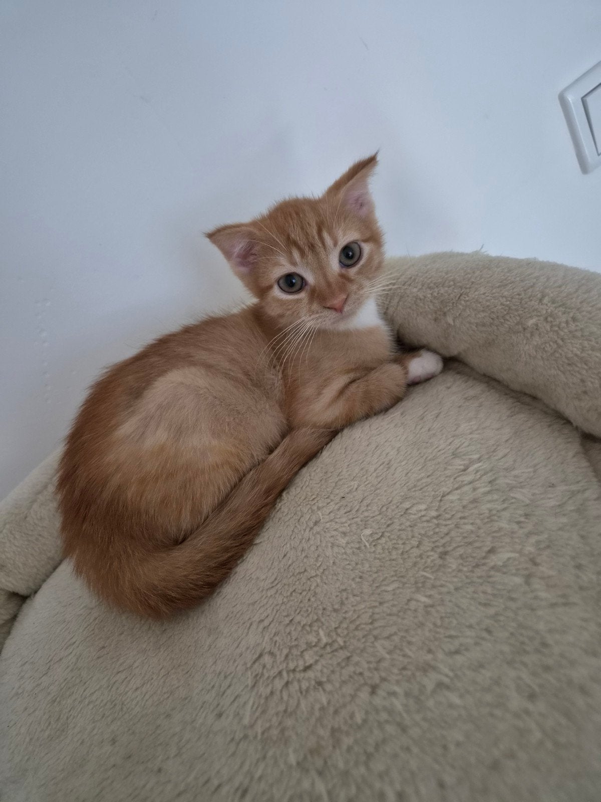 Kittens 11 weken, Dieren en Toebehoren