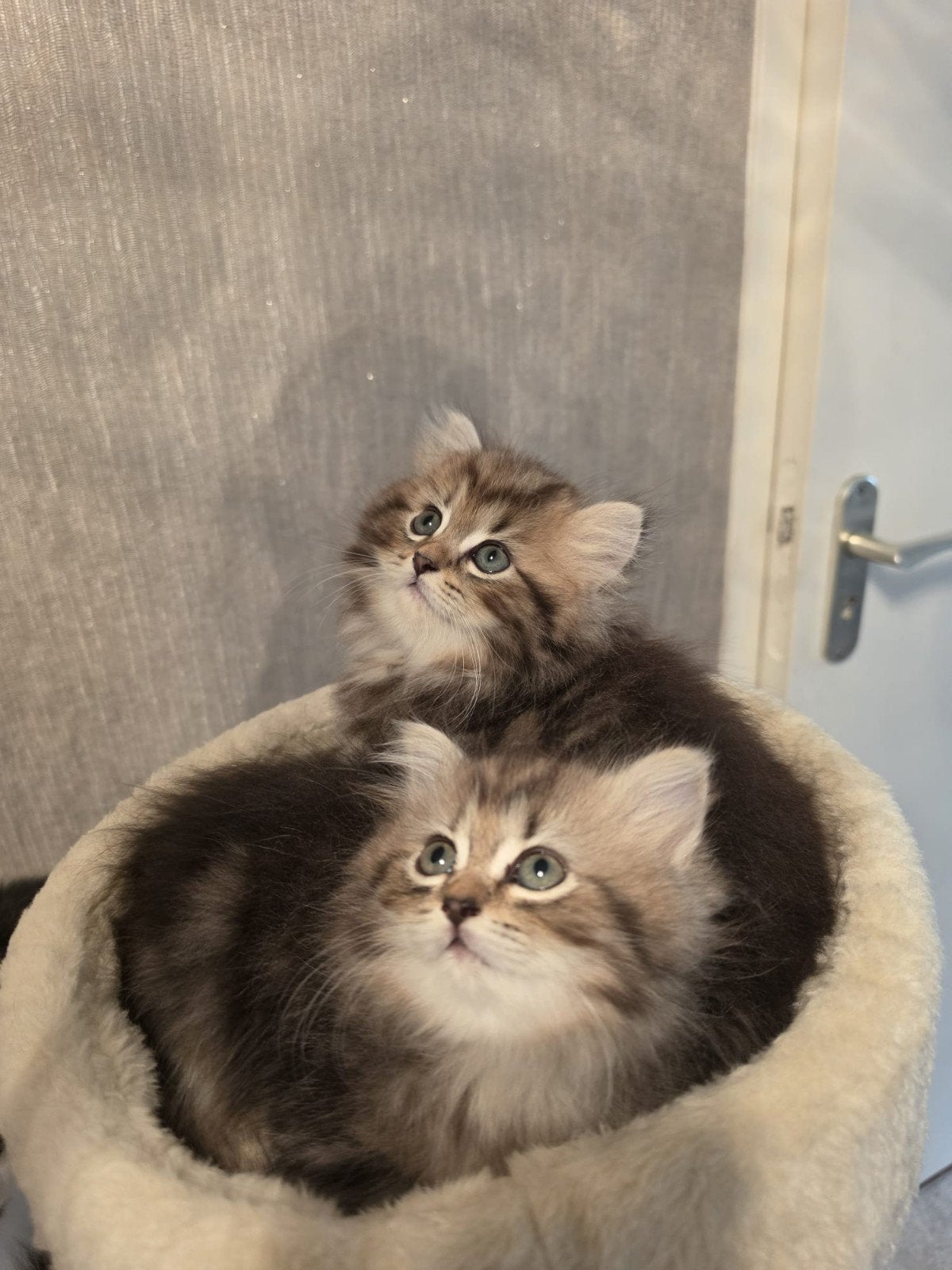 Prachtige kittens (Ragdoll x Brits Korthaar) zoeken een lief, Meerdere dieren