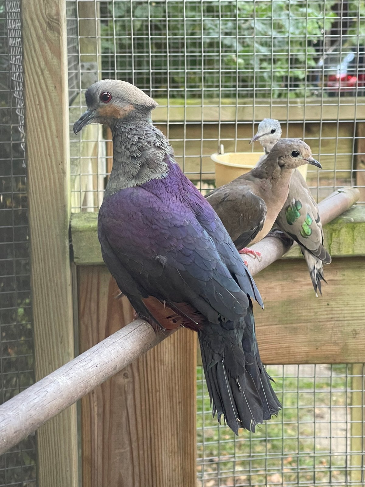 Diverse duiven te koop: olijfduif, kuifduif, grondduiven enz, Dieren en Toebehoren, Vogels | Overige Vogels, Meerdere dieren