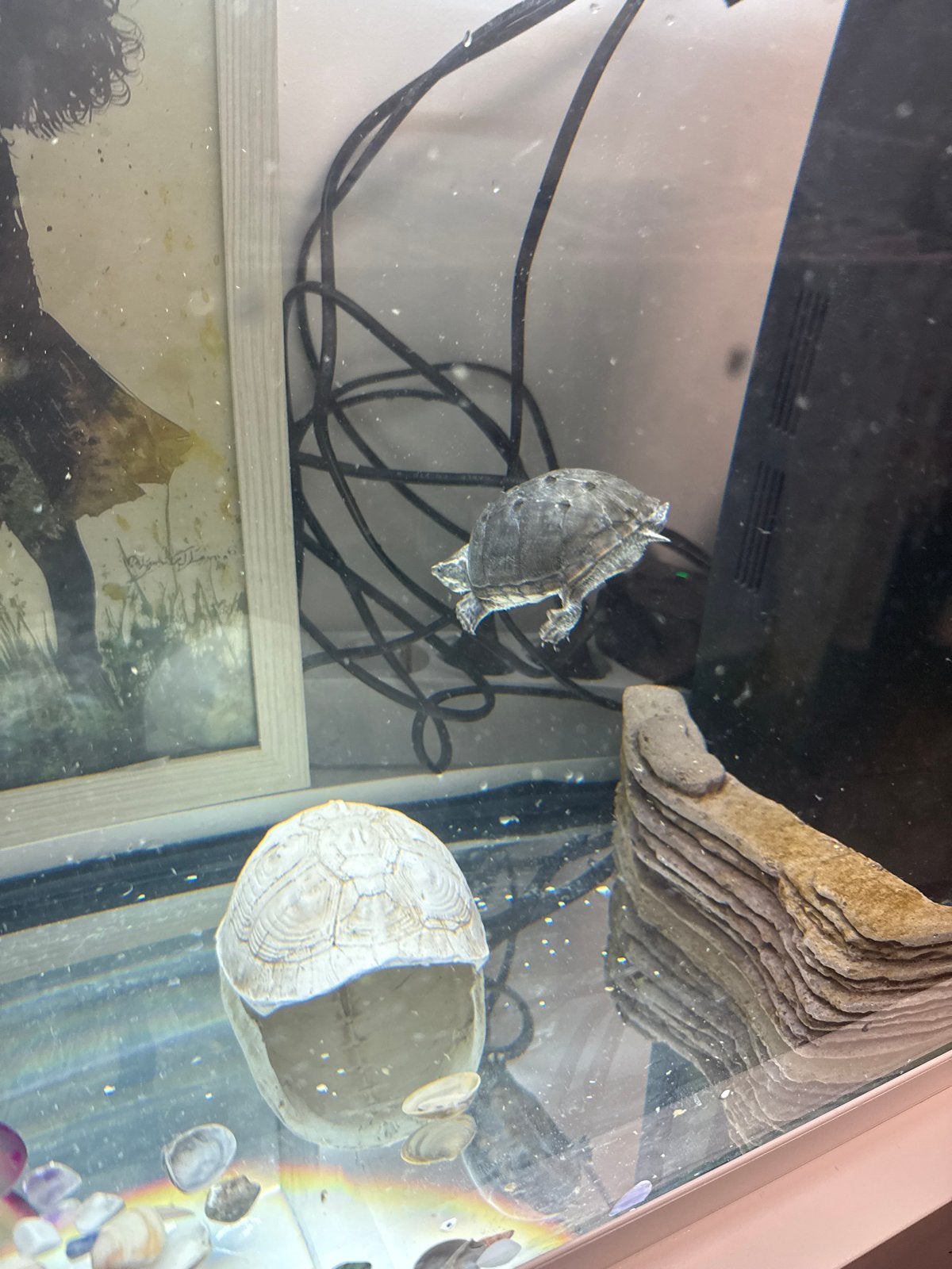 Waterschildpad met alles Turtle photo 3