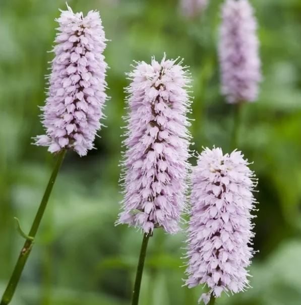 Adderwortel (Persicaria bistorta) Biologisch gekweekt, Bodembedekkers, Volle zon, Vaste plant, Ophalen of Verzenden