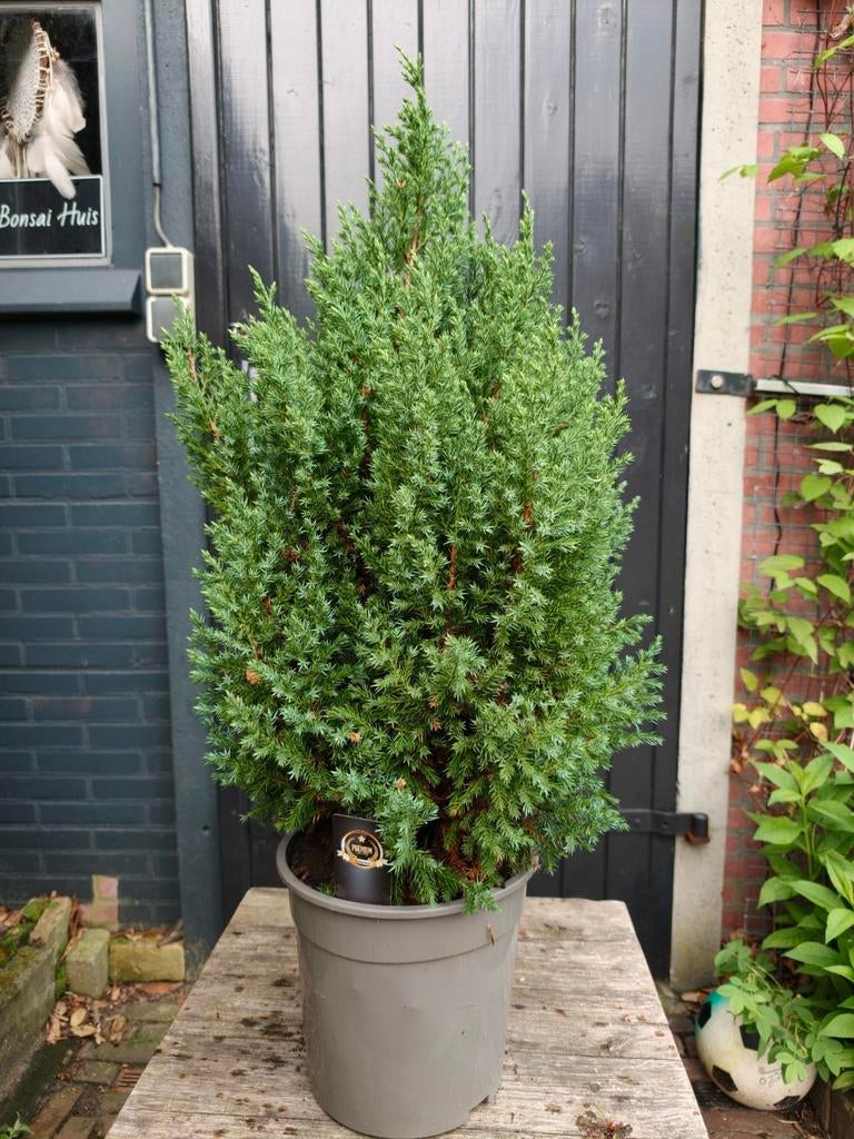 Juniperus, Tuin en Terras, Bloeit niet, Overige soorten, Minder dan 100 cm, Ophalen