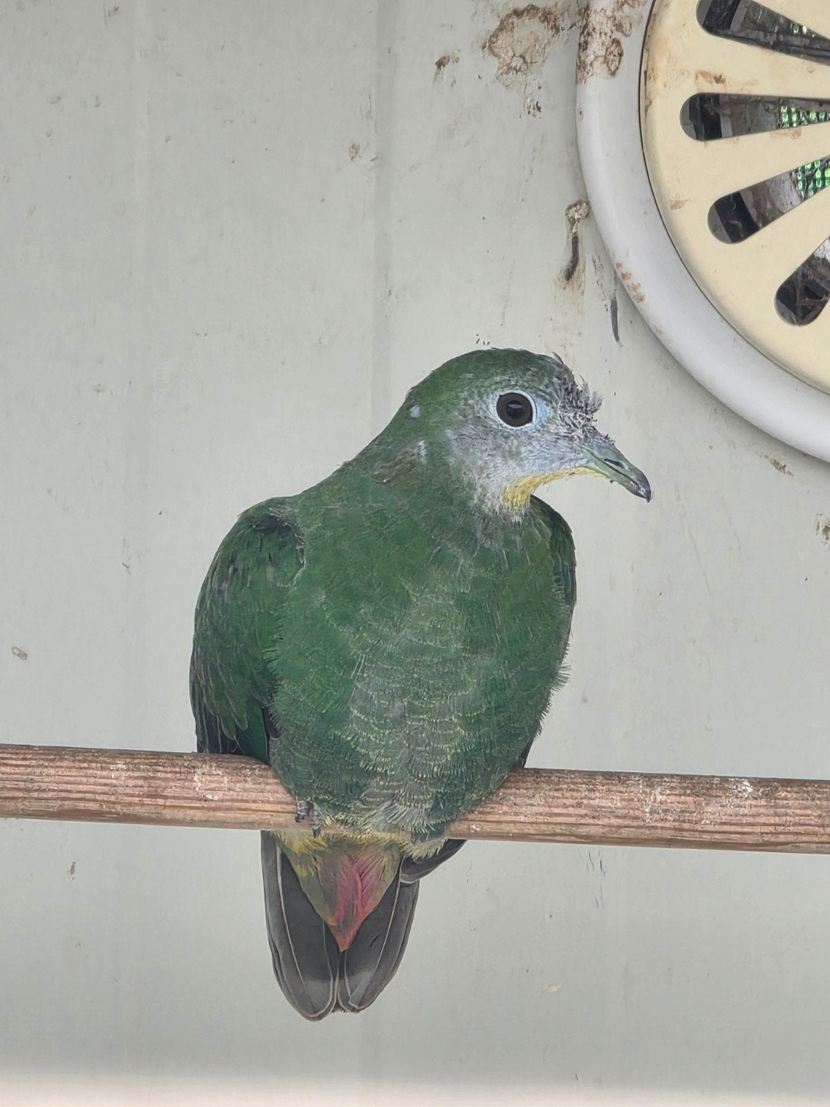 fruitduif te koop, Dieren en Toebehoren, Mannelijk