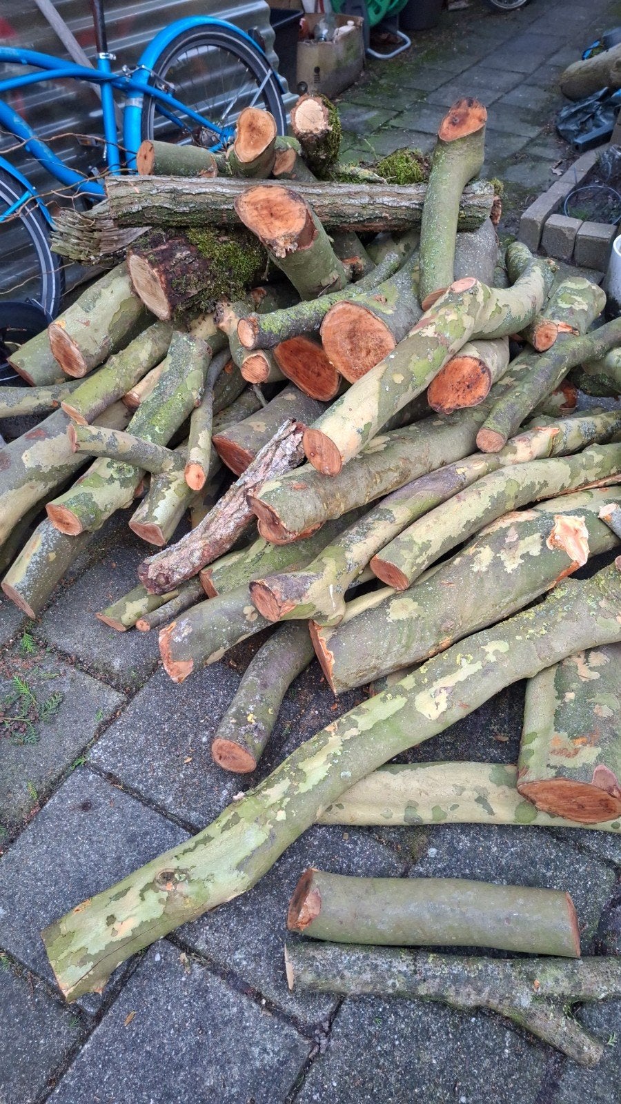 Omgevallen boom? Afgebroken tak(ken)? Lees omschrijving!, Ophalen, Volle zon, Overige soorten, 400 cm of meer