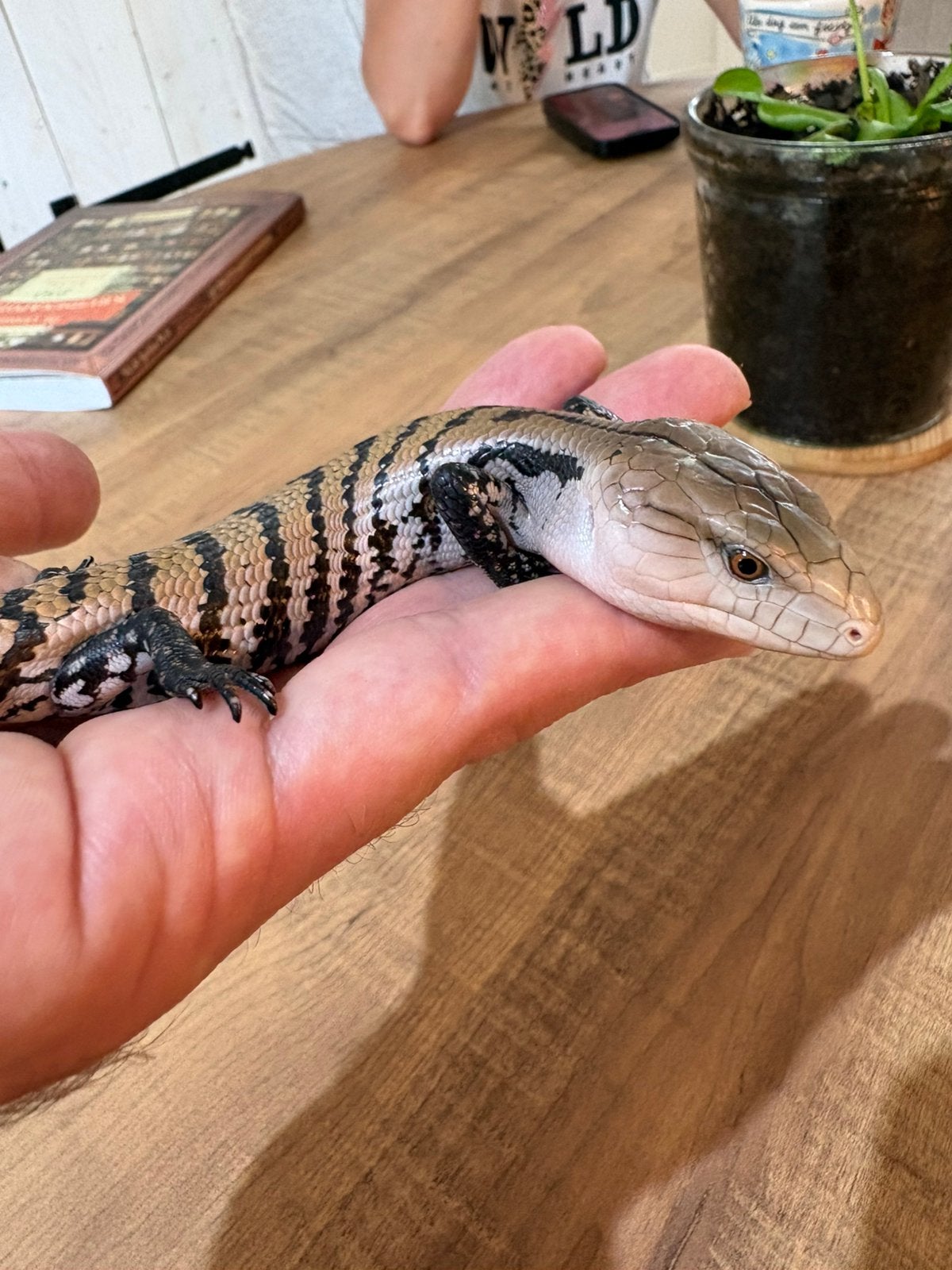 Blauwtongskinken Tiliqua gigas gigas, Dieren en Toebehoren, Hagedis, 0 tot 2 jaar