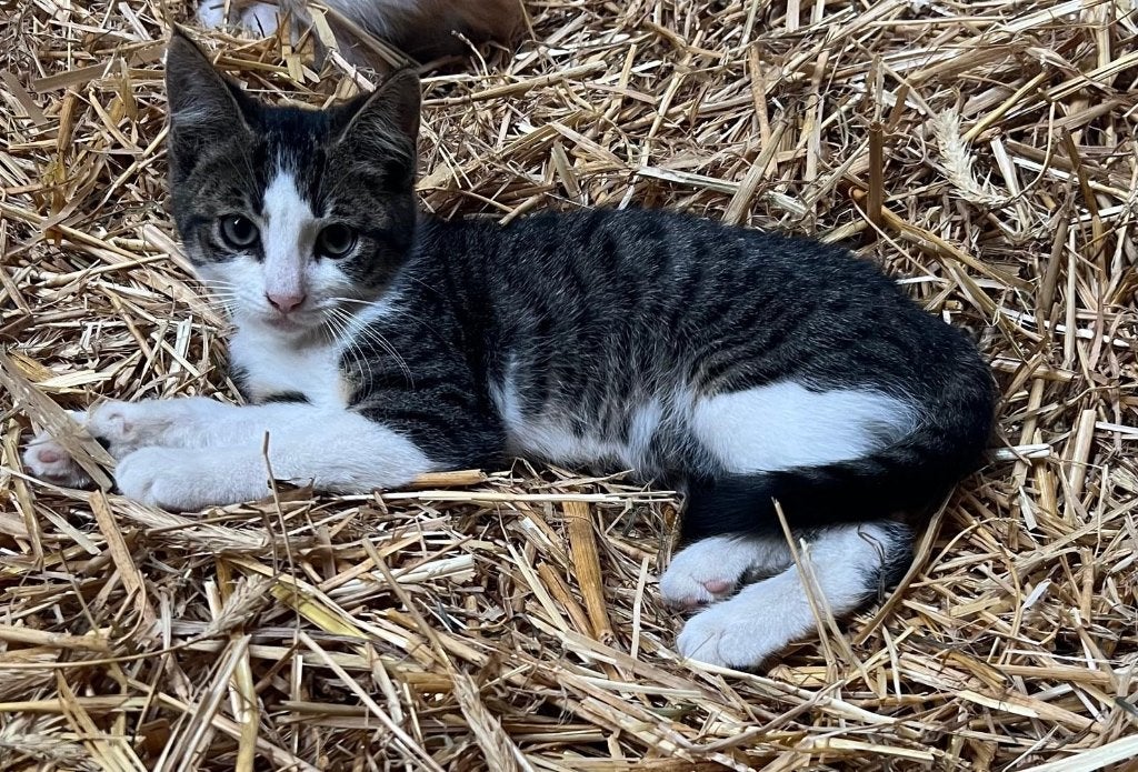 Erg lief en mak poesje, Dieren en Toebehoren, Katten en Kittens | Overige Katten, Poes, Kortharig