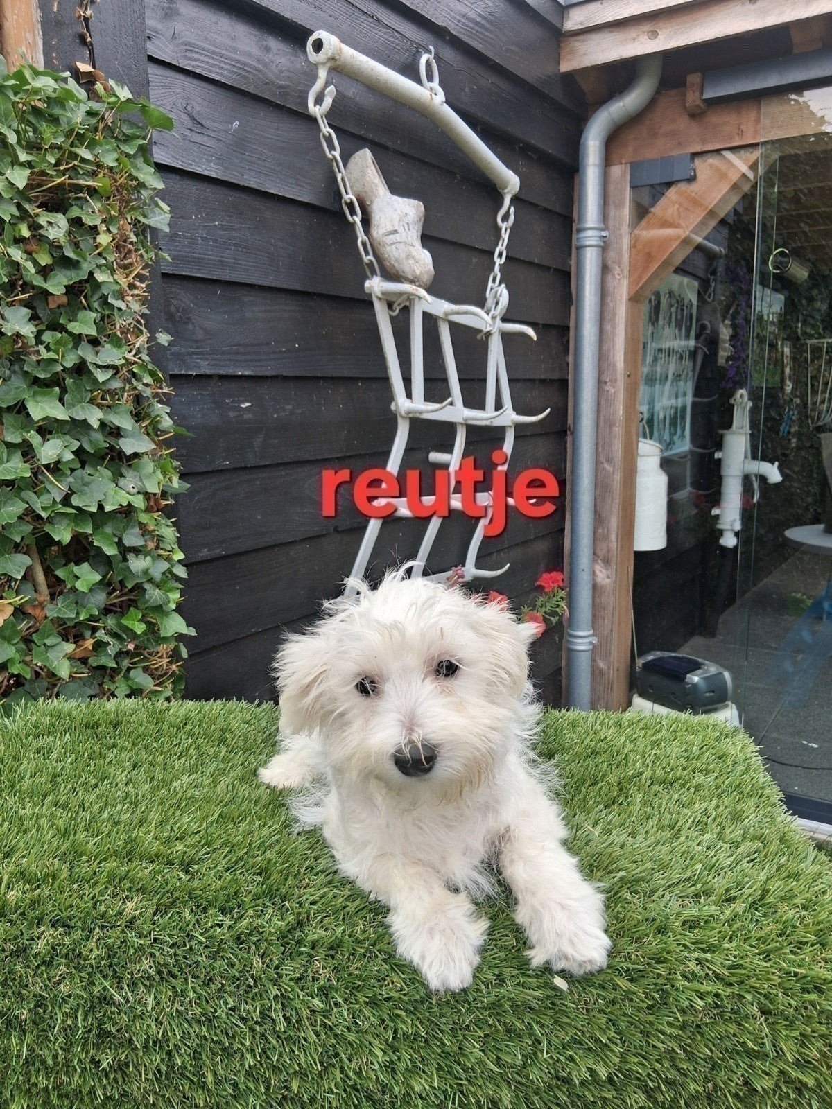 Te koop mooie kleinblijvende speelse boomer pups, Parvo, 8 tot 15 weken, Meerdere, Nederland