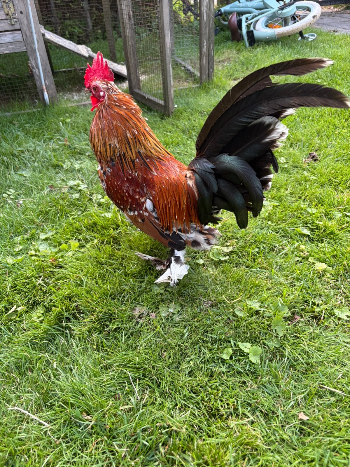 Sabelpoothaan rood porcelein, Dieren en Toebehoren, Pluimvee, Mannelijk, Kip