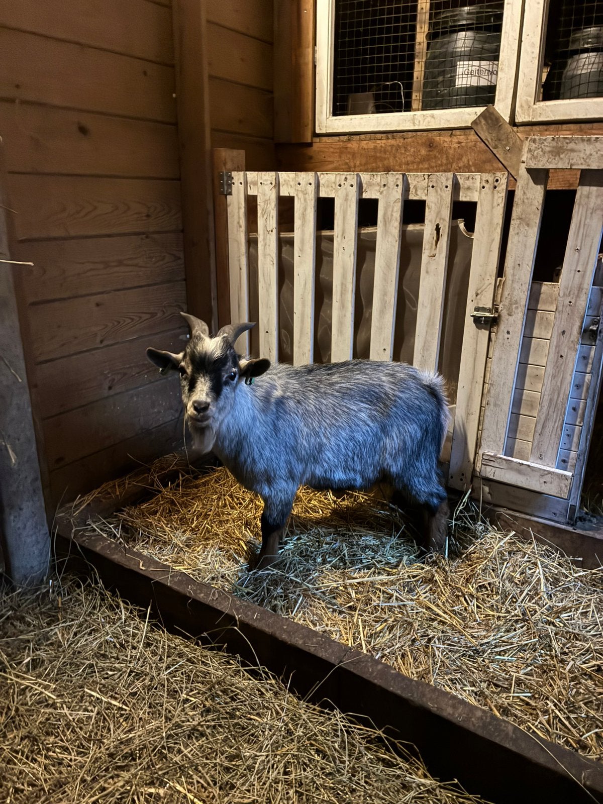Blauwschimmel tan bokje te koop, Dieren en Toebehoren, Mannelijk, Geit