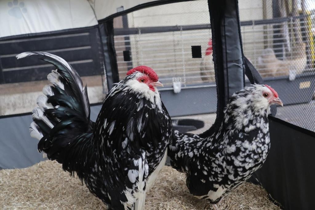 Broedeieren van de antwerpse baardkriel zwart wit gepareld, Dieren en Toebehoren, Geslacht onbekend, Kip