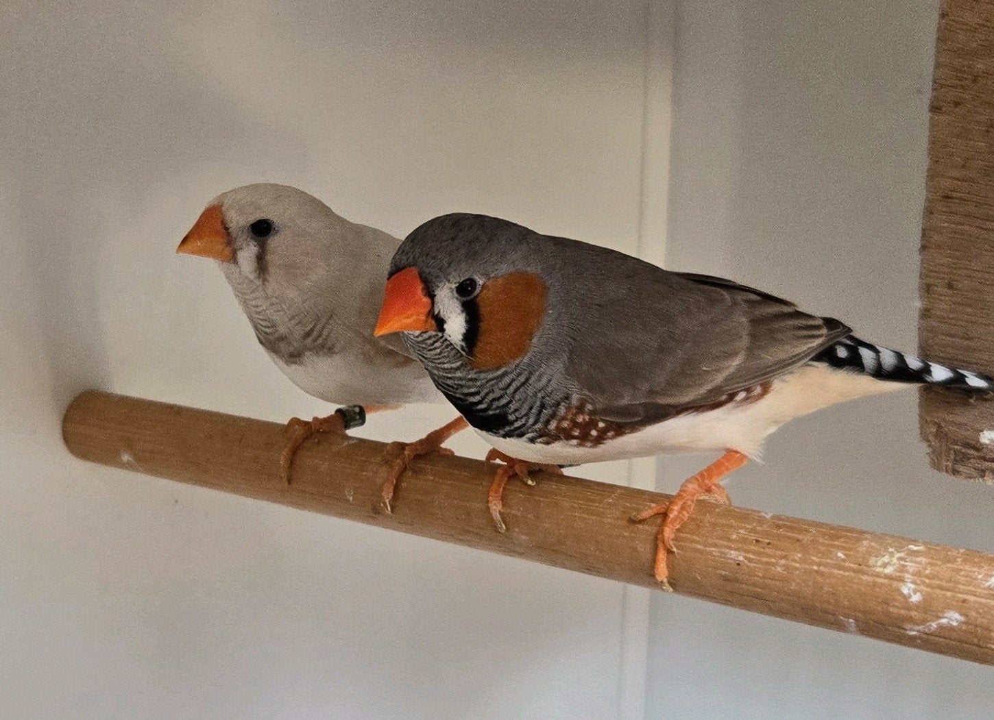 Zebravink, Dieren en Toebehoren, Geslacht onbekend, Tropenvogel, Geringd