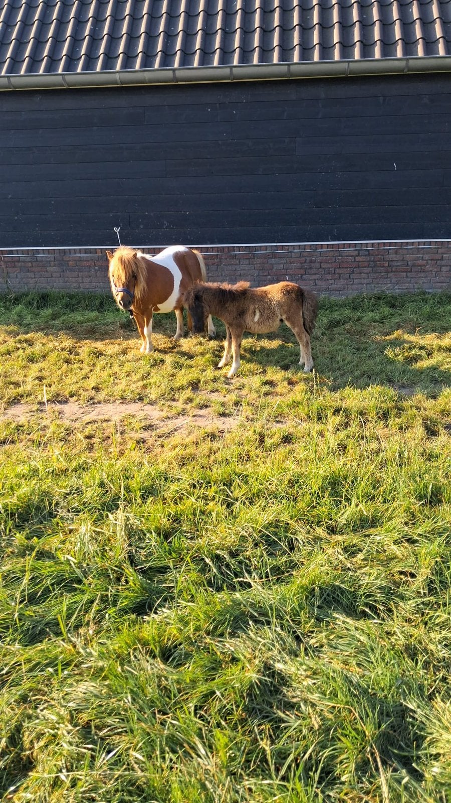 Mini merrie veulen, Dieren en Toebehoren, Paarden, Merrie, Recreatiepaard, Gechipt, 0 tot 2 jaar