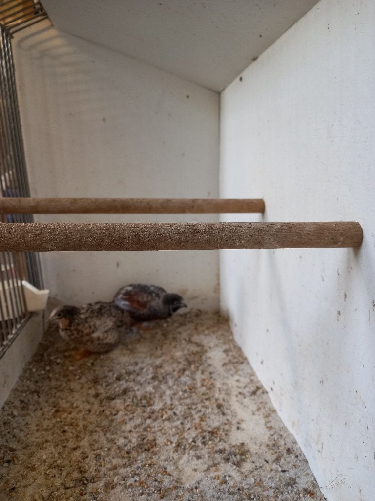 Chin. Dwergkwartels en Zebravinken, Dieren en Toebehoren, Vogels | Overige Vogels, Meerdere dieren, Tropenvogel