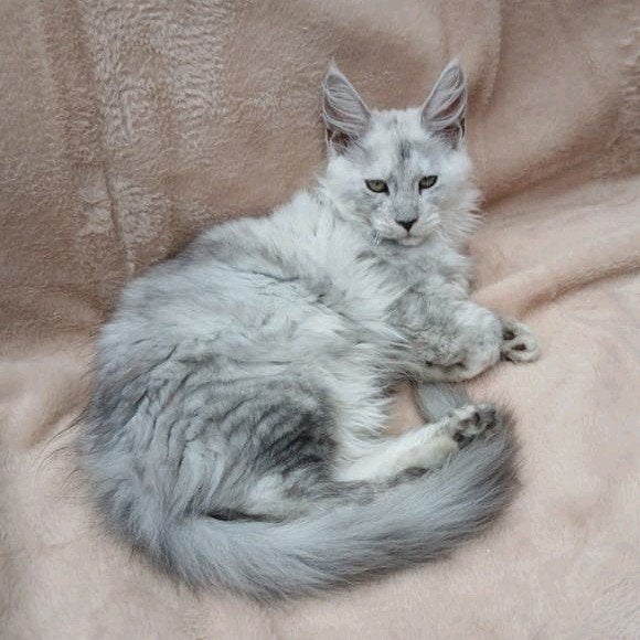 Mooie maincoon kitten kater., Dieren en Toebehoren, Kater, Gechipt, 0 tot 2 jaar
