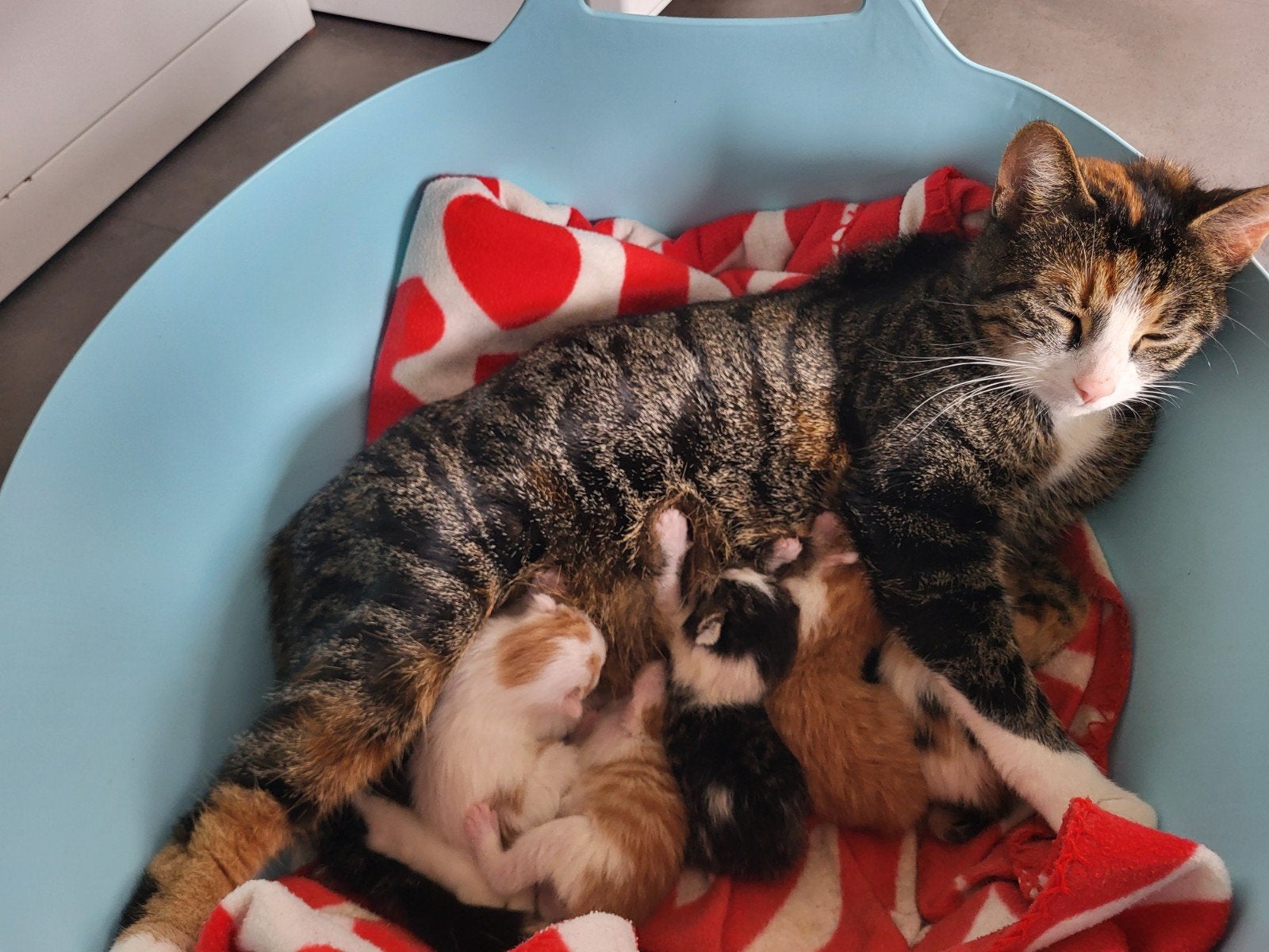Lieve kittens, Dieren en Toebehoren, Katten en Kittens | Overige Katten, Meerdere dieren, Kortharig, 0 tot 2 jaar