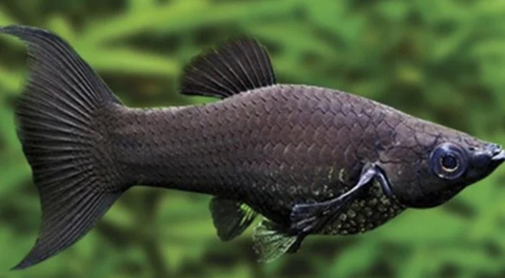 Black mollies te koop, Dieren en Toebehoren, Vissen | Aquariumvissen, Vis, Zoetwatervis