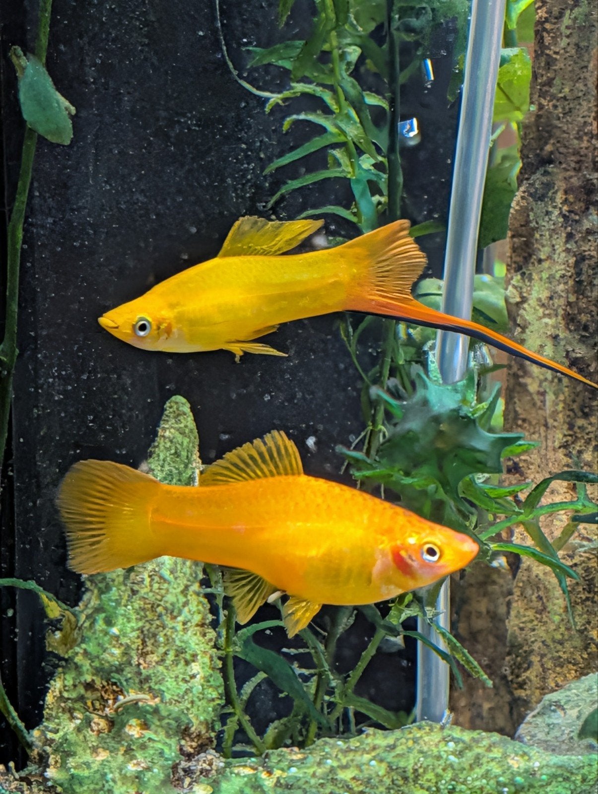 Zwaarddrager Gold guppy's, Dieren en Toebehoren, Vis, Zoetwatervis