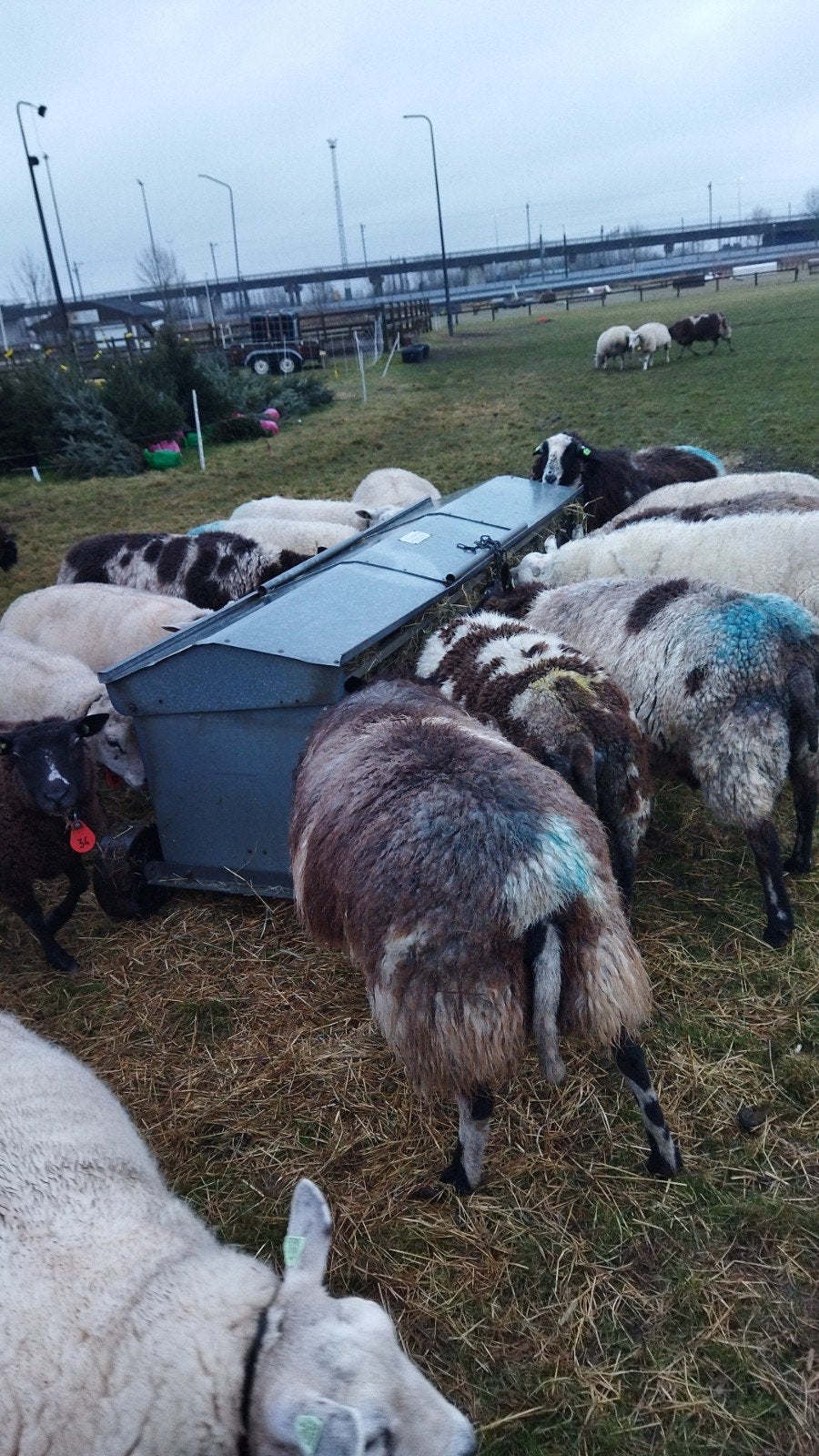 hooiruif op wielen gezocht., Dieren en Toebehoren, Meerdere dieren, Schaap, 6 jaar of ouder