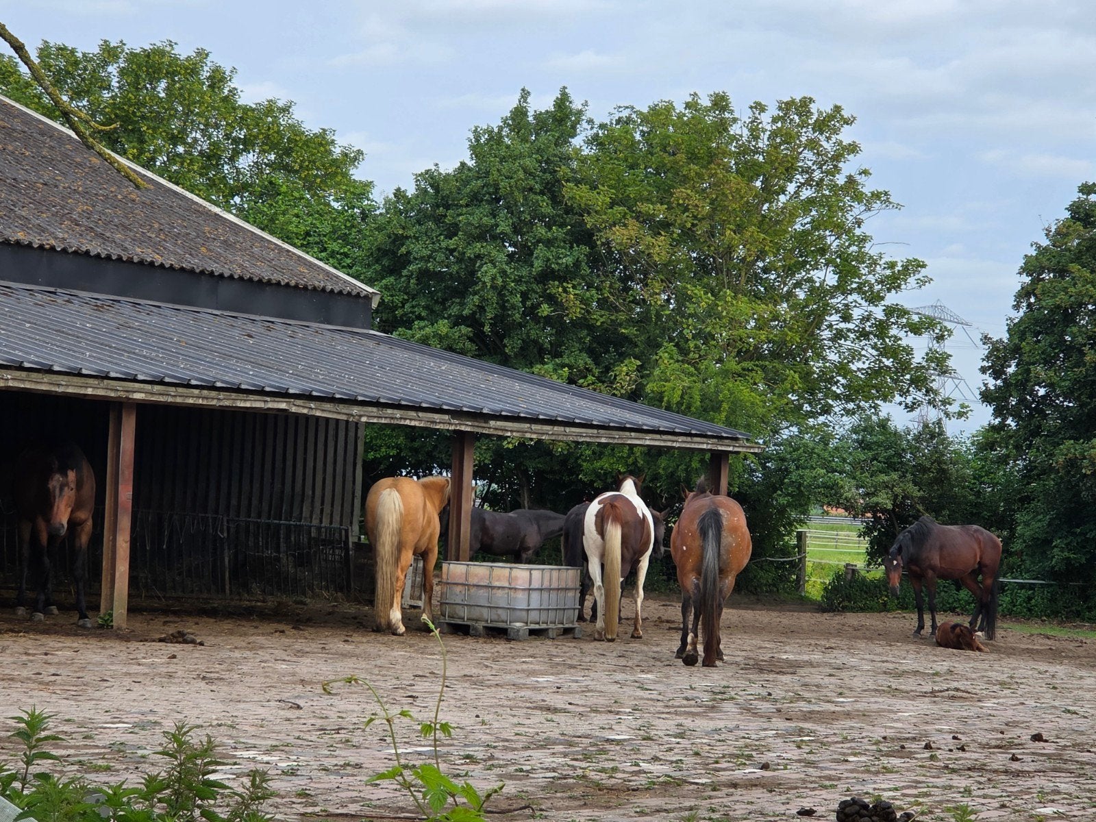 Plek vrij op onze stal, Stalling, 1 paard of pony