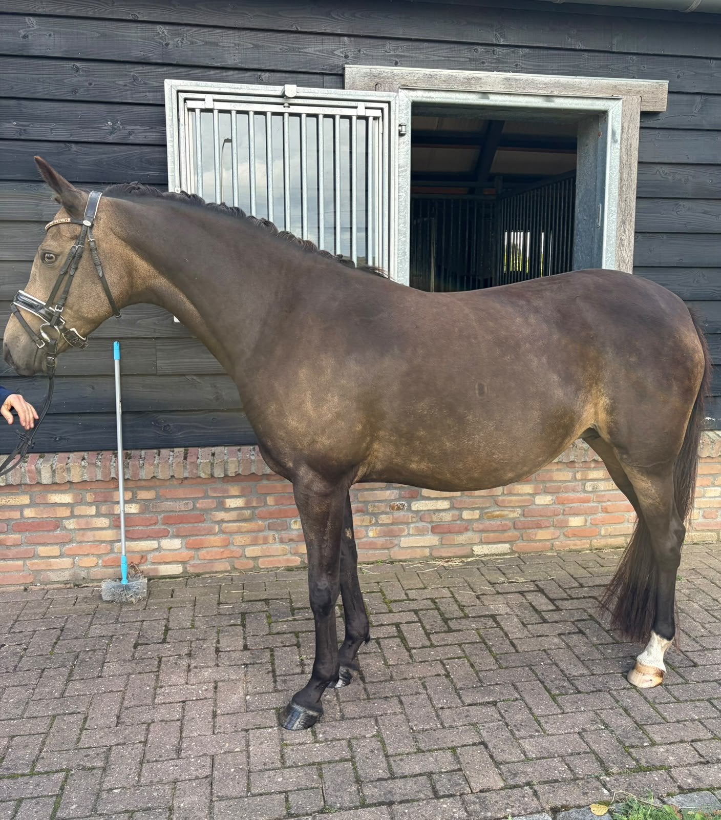 Lieve betrouwbare sportpony, Merrie, Met stamboom, Dressuurpony, L