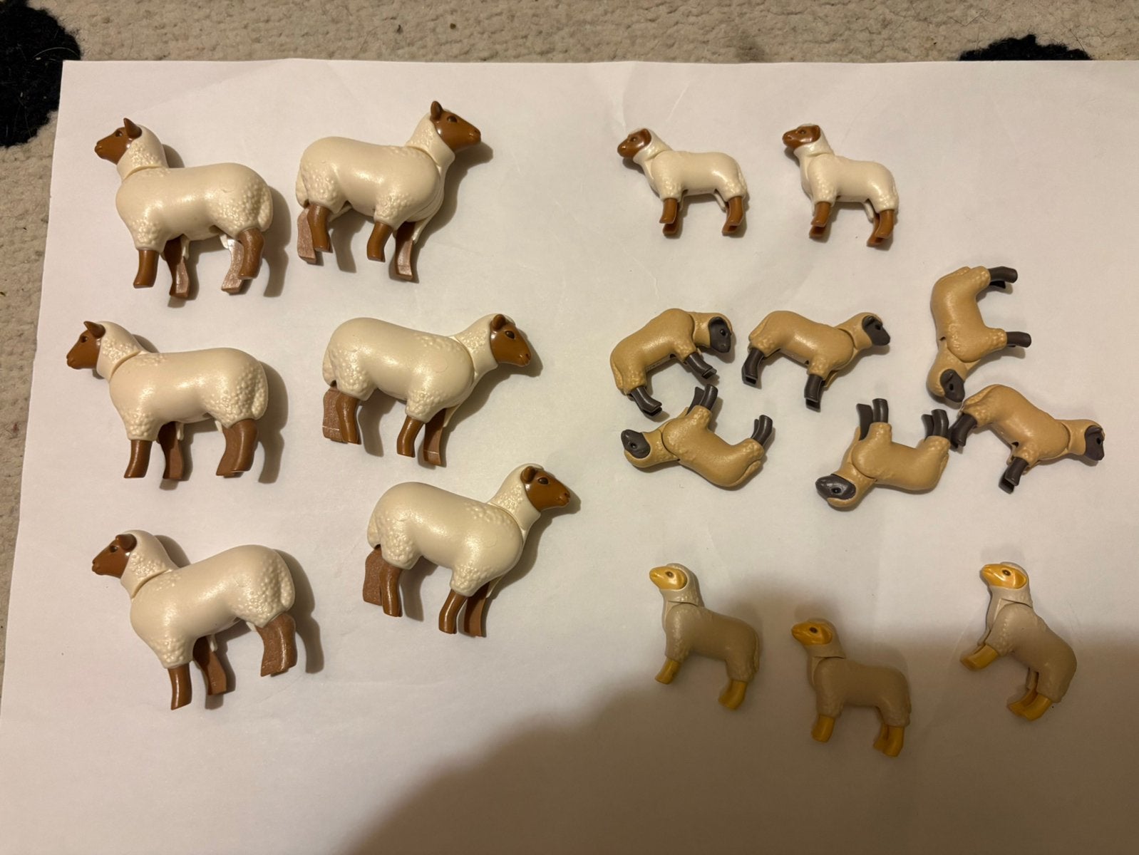 Schapen, Ophalen of Verzenden