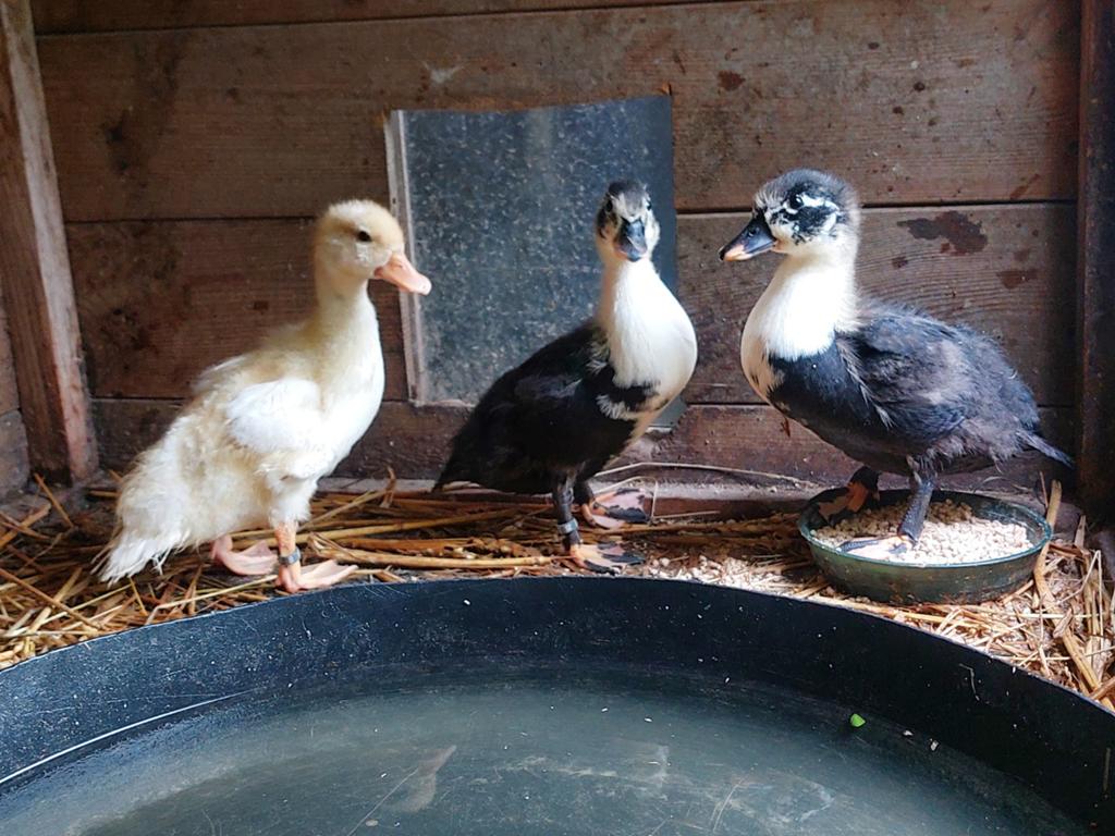 Kwakers, Dieren en Toebehoren, Meerdere dieren